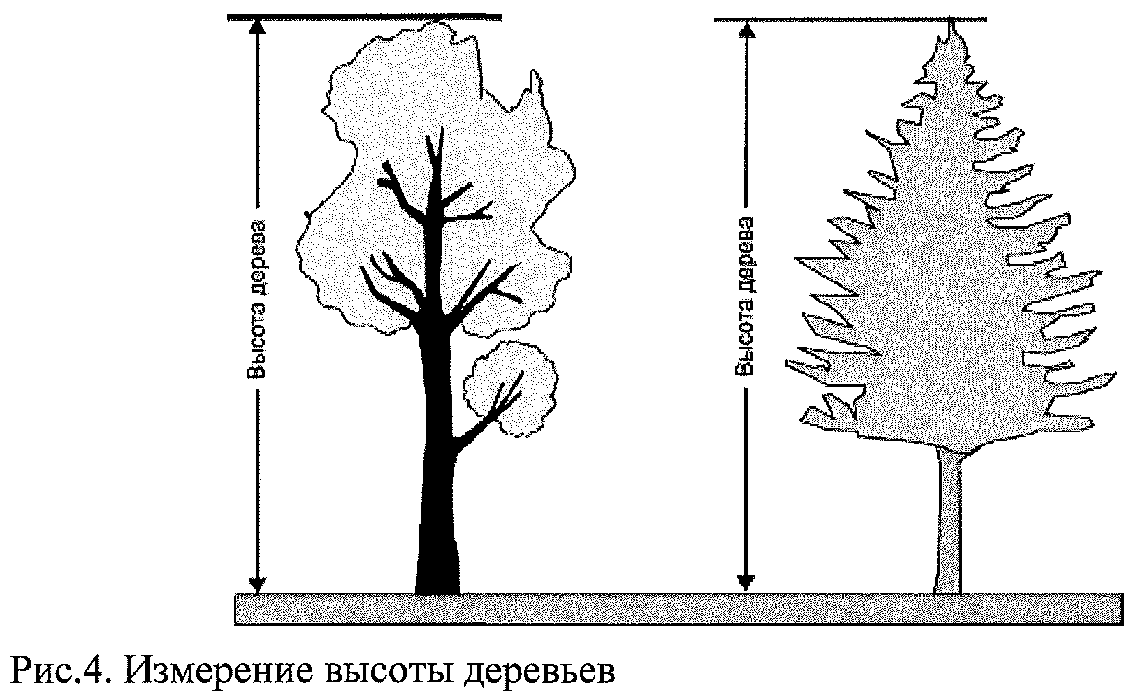 Радиус дерева в плане