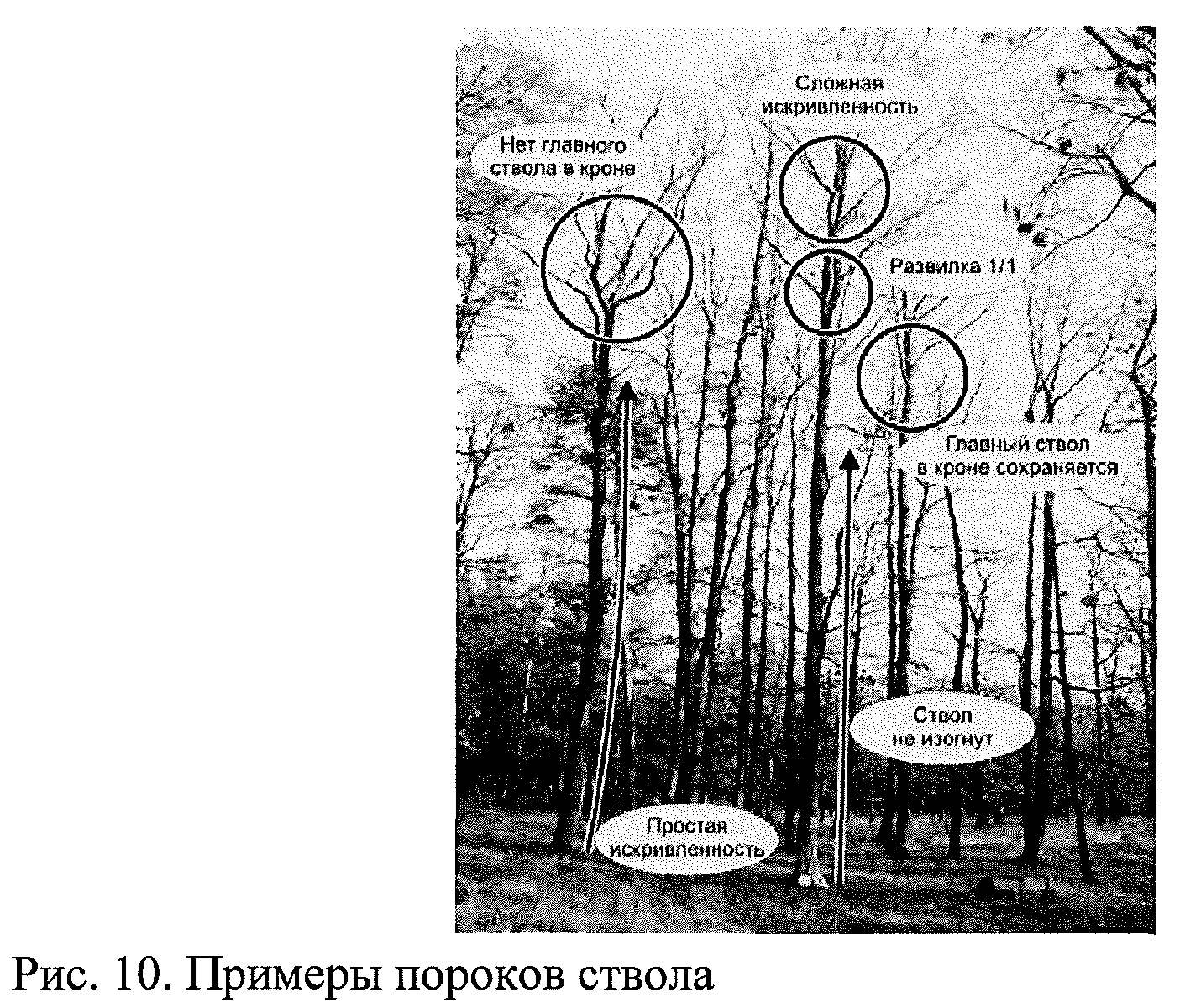 Приказ Федерального агентства лесного хозяйства от 15 марта 2018 г. N 173  